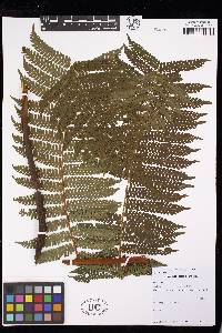 Cyathea delgadii image