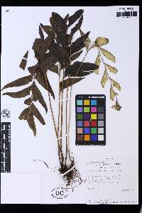 Lindsaea hemiglossa image