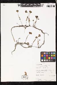 Marsilea crotophora image