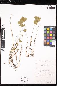 Marsilea polycarpa image