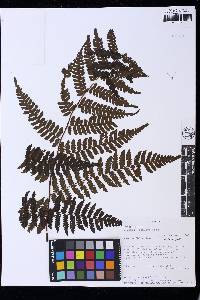 Cyathea lechleri image