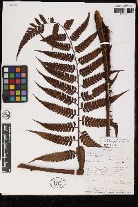 Cyathea gracilis image