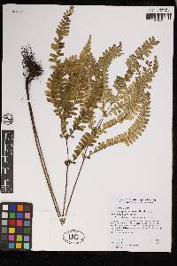 Lindsaea quadrangularis subsp. antillensis image