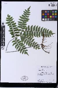 Adiantum latifolium image