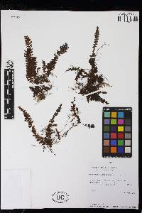 Hymenophyllum angustum image