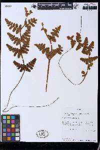 Jamesonia aureonitens image