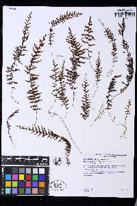 Hymenophyllum interruptum image