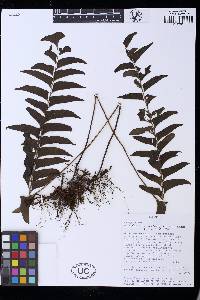 Lindsaea hemiglossa image