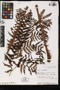 Cyathea herzogii image