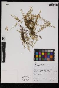 Polyphlebium angustatum image