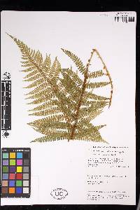 Polystichum piceopaleaceum image