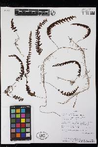 Hymenophyllum angustum image