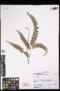 Lindsaea feei image