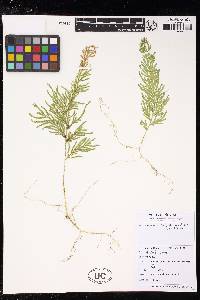 Selaginella involvens image