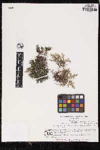 Selaginella landii image