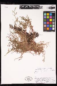 Selaginella rhodostachya image