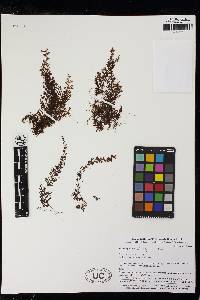 Hymenophyllum angustum image