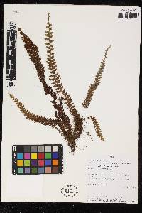 Hymenophyllum verecundum image