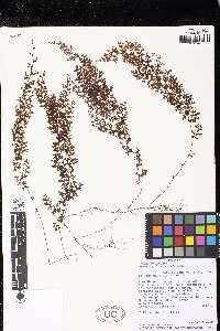 Hymenophyllum axillare image