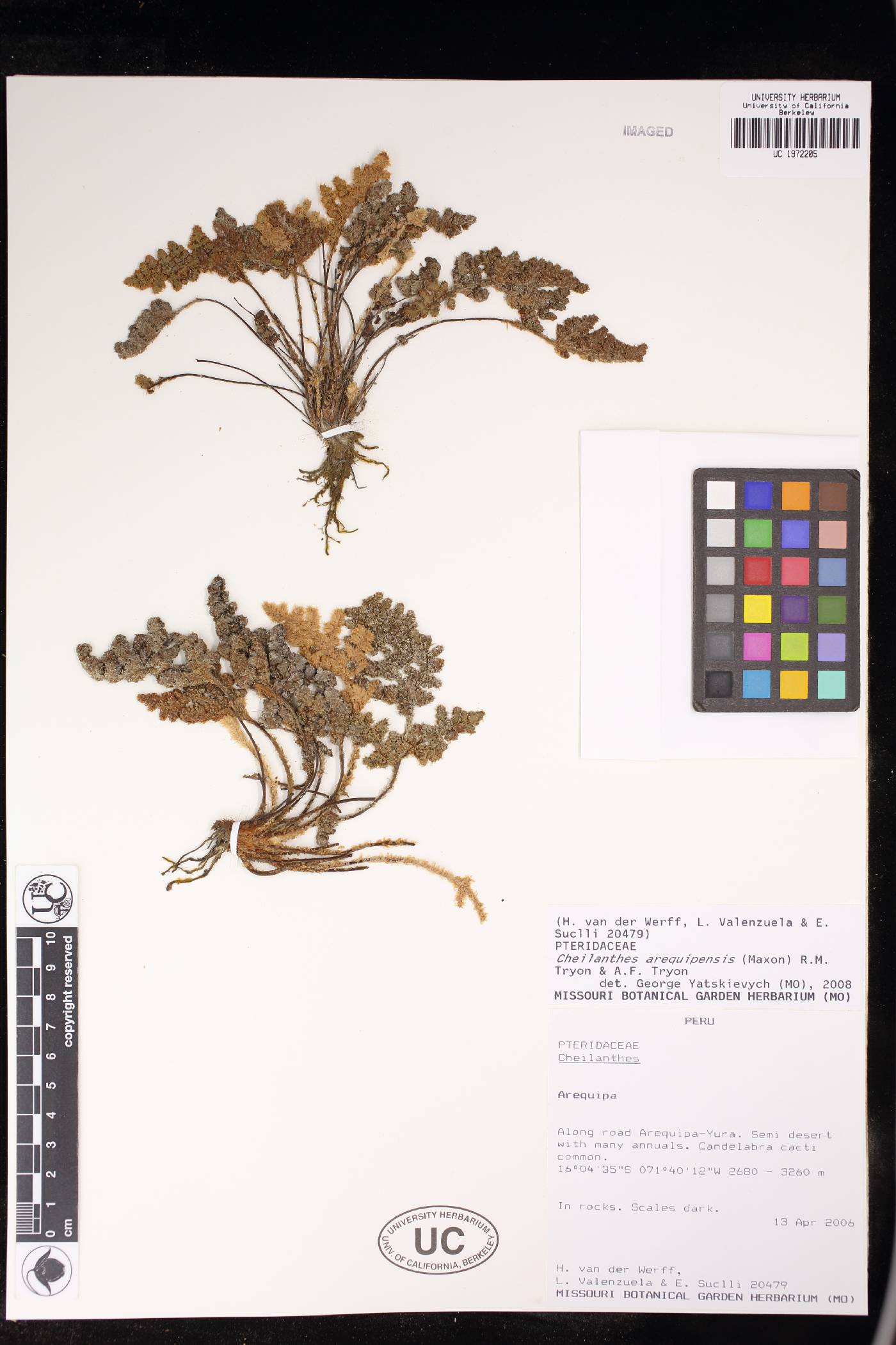 Cheilanthes arequipensis image