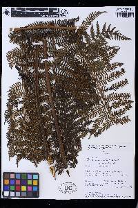 Cyathea arnecornelii image