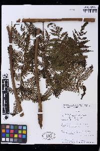 Cyathea arnecornelii image