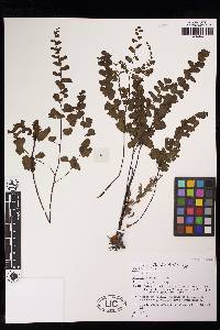 Adiantum sinuosum image