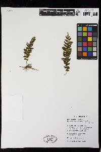 Hymenophyllum sieberi image