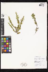 Hymenophyllum sieberi image