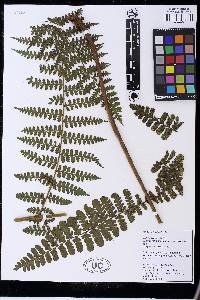 Dennstaedtia auriculata image