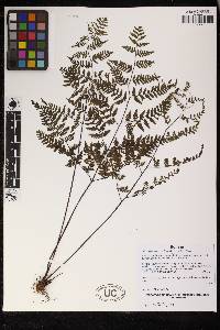 Adiantopsis chlorophylla image