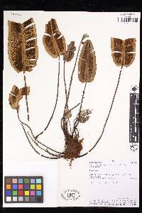 Pterozonium brevifrons image