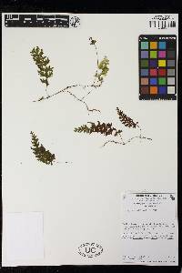 Hymenophyllum trapezoidale image