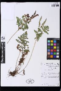 Anemia tomentosa var. mexicana image