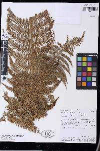 Dicksonia stuebelii image