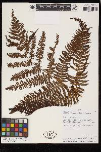 Cyathea conjugata image