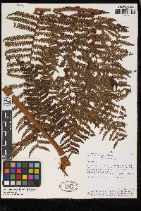 Cyathea herzogii image