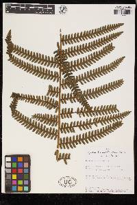 Cyathea bipinnatifida image