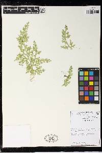 Selaginella hirtifolia image