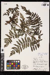 Eupodium pittieri image