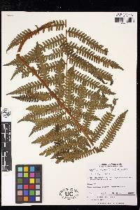 Cyathea bipinnatifida image