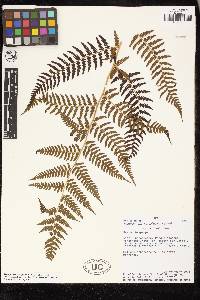 Cyathea austropallescens image