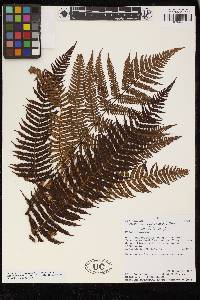 Cyathea conjugata image