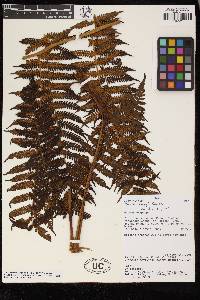 Cyathea herzogii image