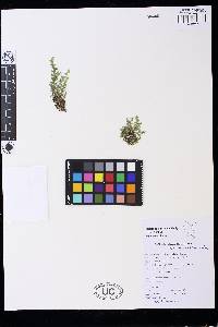 Selaginella rotundifolia image
