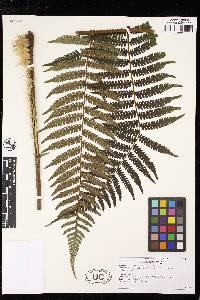 Cyathea axillaris image