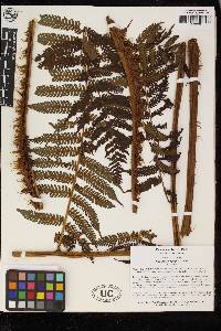 Cyathea herzogii image