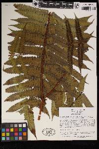 Pteris podophylla image