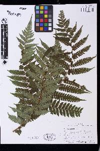 Cyathea aspera image