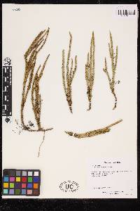 Lycopodium clavatum subsp. contiguum image